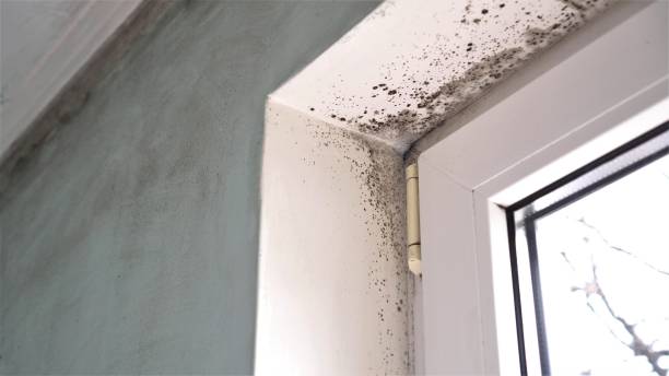 Best Affordable Mold Removal  in Worcester, MA