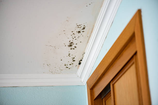Best Mold Testing  in Worcester, MA