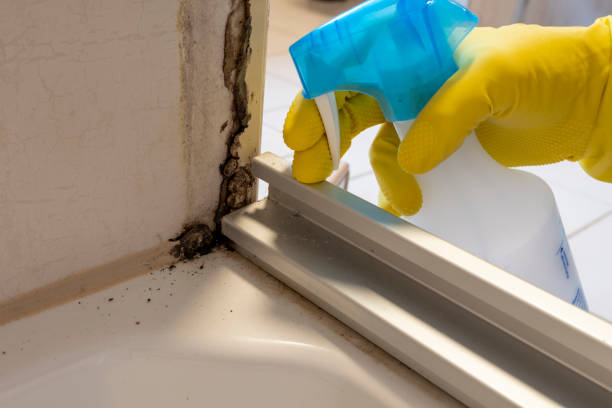 Professional Mold Removal in Worcester, MA