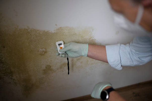 Best Crawl Space Mold Removal  in Worcester, MA