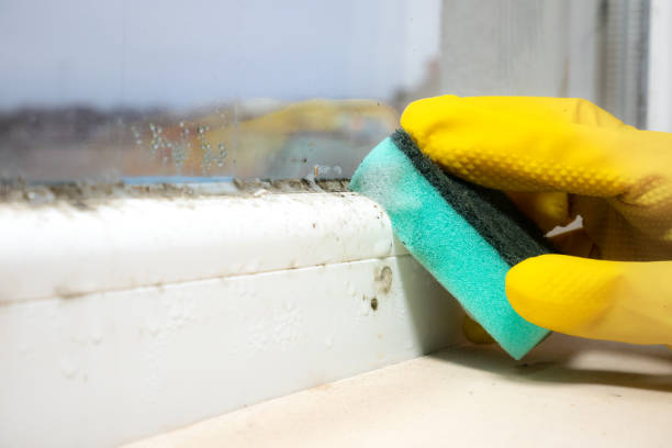 Best Mold Testing and Removal  in Worcester, MA