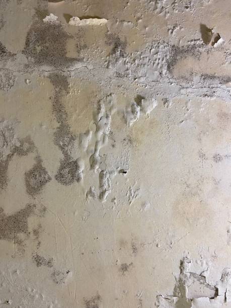 Best Mold Remediation Experts  in Worcester, MA