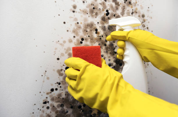 Best Same-Day Mold Removal  in Worcester, MA